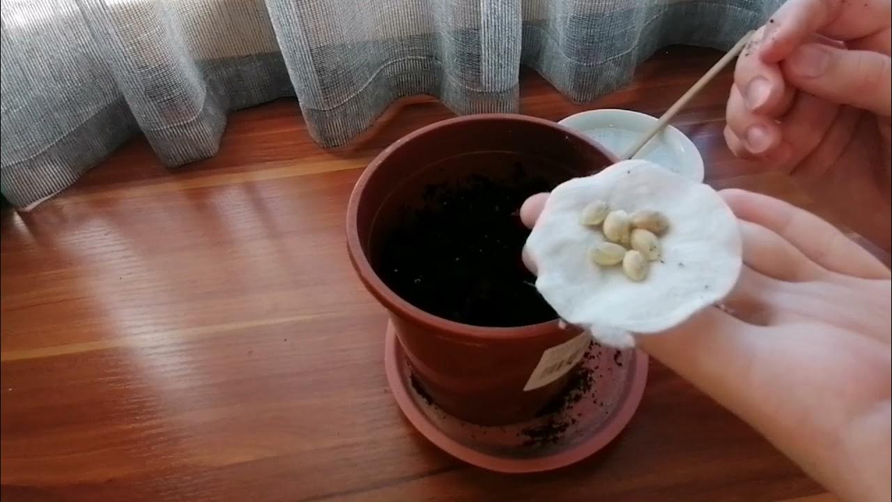 Neizmetiet citrona sēklas, tās ir īsts dārgums: kā tās atkārtoti izmantot saviem augiem.