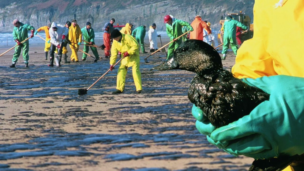 Piesārņojums ar noturīgām ķīmiskām vielām sasniedz pat visattālākos planētas nostūrus, kur dzīvo putni.
