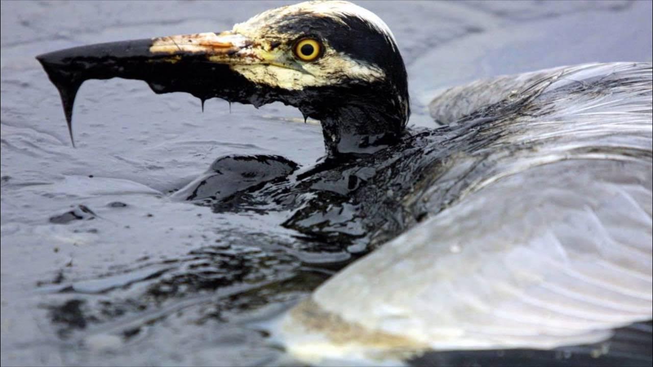 Piesārņojums ar noturīgām ķīmiskām vielām sasniedz pat visattālākos planētas nostūrus, kur dzīvo putni.