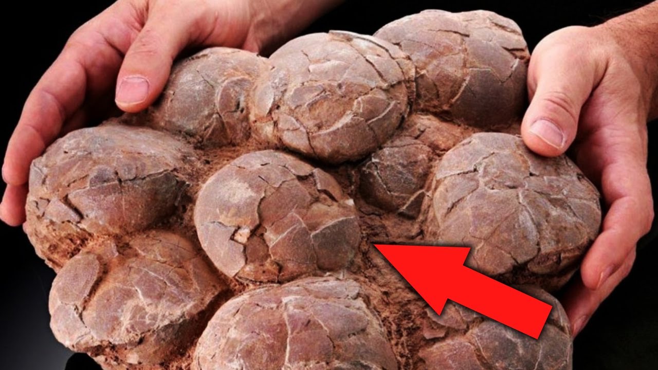 Spānija ir iegājusi vēsturē, atklājot titanozaura olas, kas piederēja 15 metrus augstam dinozauriem: to vecums ir 72 miljoni gadu.