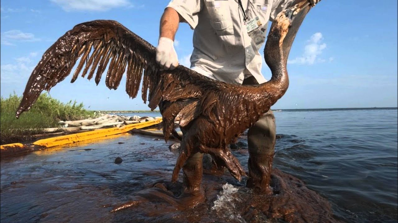 Piesārņojums ar noturīgām ķīmiskām vielām sasniedz pat visattālākos planētas nostūrus, kur dzīvo putni.