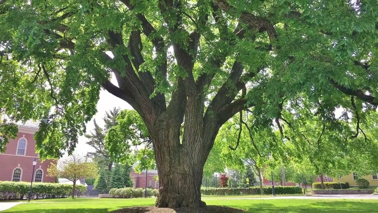 Koks ar visizturīgāko koksni pasaulē aug vienā no Dienvidamerikas valstīm.