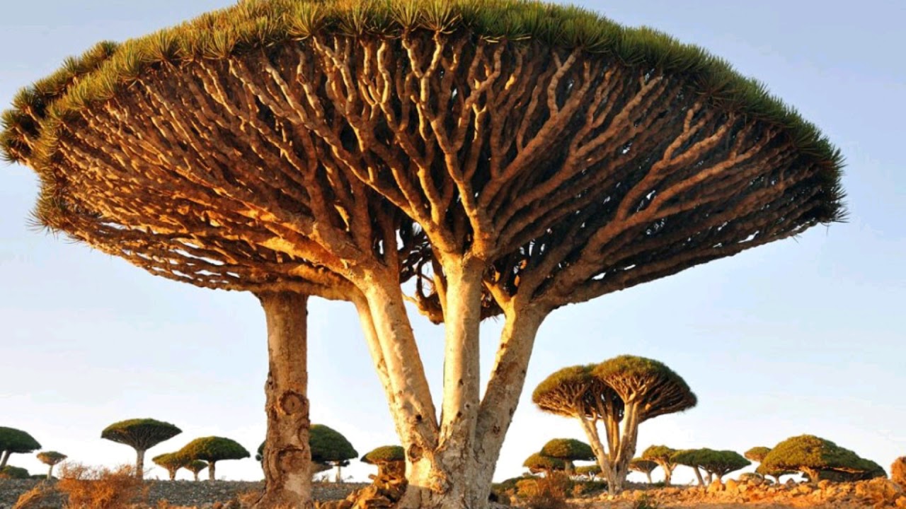 Koks ar visizturīgāko koksni pasaulē aug vienā no Dienvidamerikas valstīm.