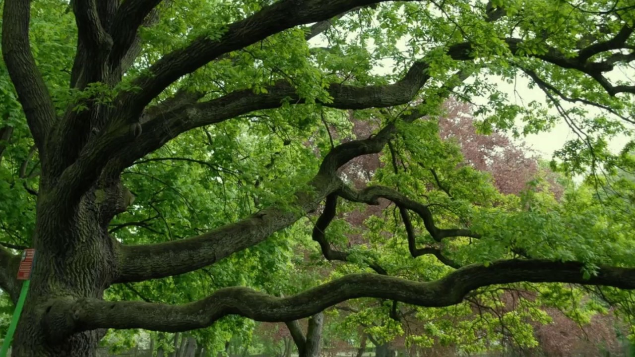 Pētnieki nevar tam noticēt: 8 gadus vecs zēns mežā atklāja kaut ko, kas uz visiem laikiem mainīs zinātni.