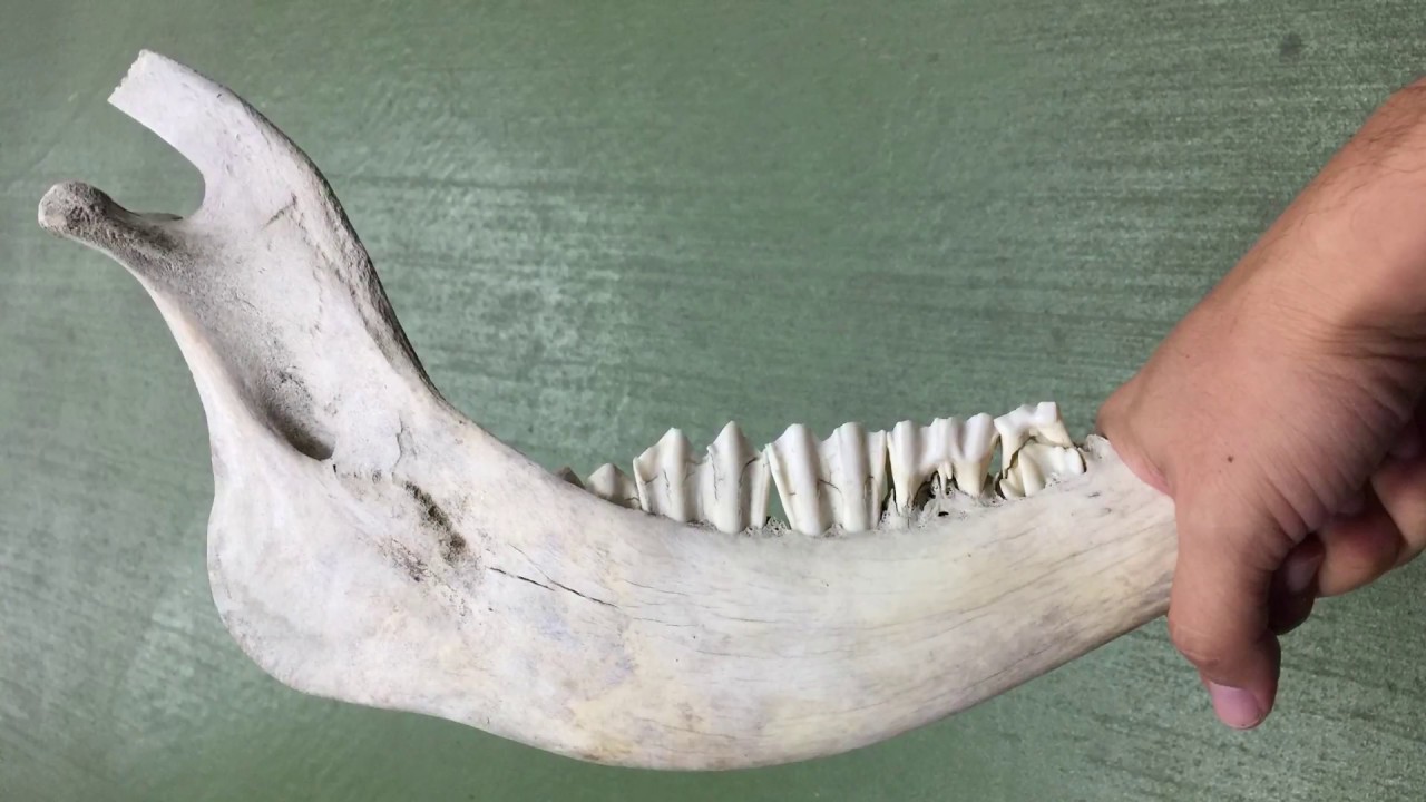 Spēcīgs suns, kas pirms 5000 gadiem apglabāts Zviedrijas ezerā kopā ar 25 centimetrus garu nazi, kas izgatavots no alņa vai brieža kaula.