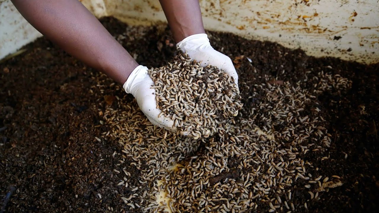 Lielākā Eiropas kukaiņu audzētava proteīna ražošanai ir bankrotējusi, neskatoties uz to, ka tā saņēma valsts atbalstu gandrīz 200 miljonu eiro apmērā.