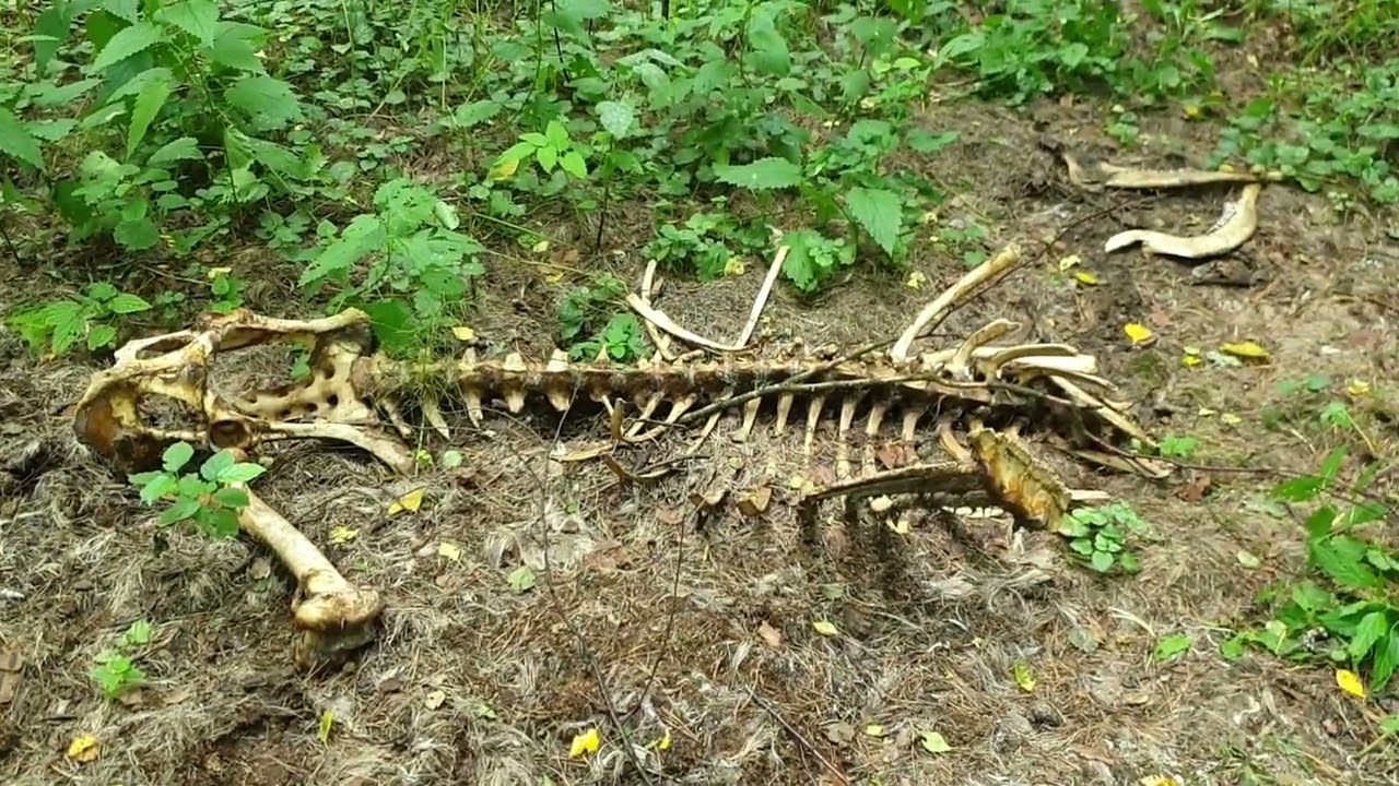 Spēcīgs suns, kas pirms 5000 gadiem apglabāts Zviedrijas ezerā kopā ar 25 centimetrus garu nazi, kas izgatavots no alņa vai brieža kaula.