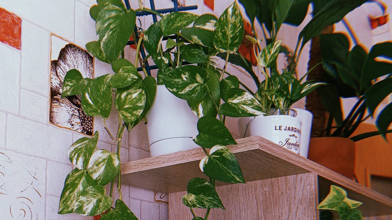 Scindapsus novietošana pie loga: kāpēc dārzkopības eksperti to neiesaka darīt.