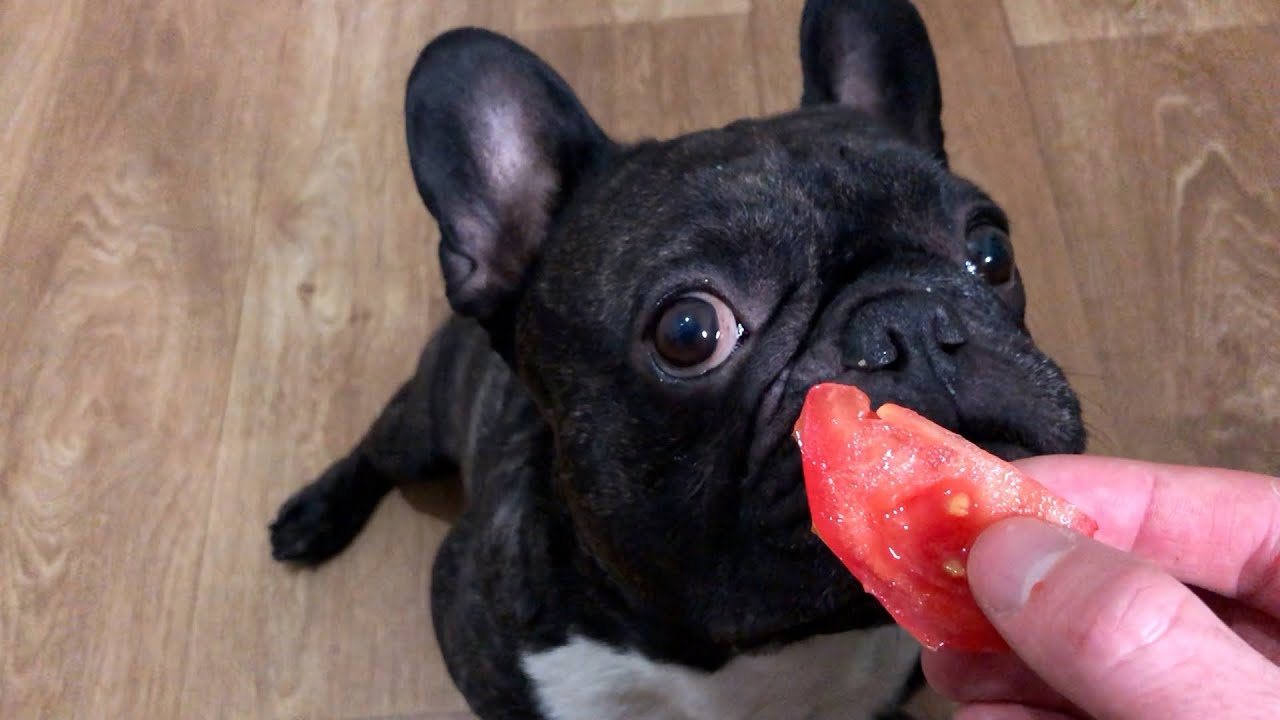 Dodiet sunim tomātus: kāpēc veterinārārsti to iesaka.