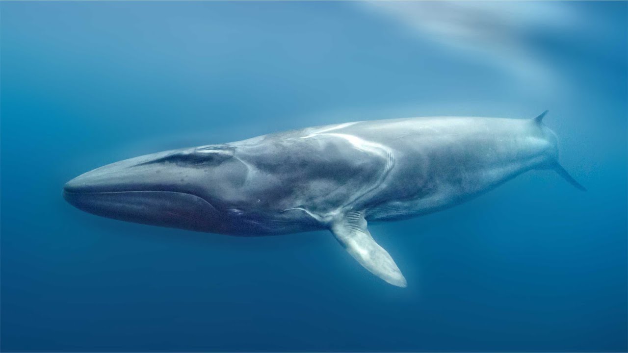 Emocionāla seivala atgriešanās Argentīnas jūrā: kāpēc tas ir cerības stars izmiršanas priekšā.