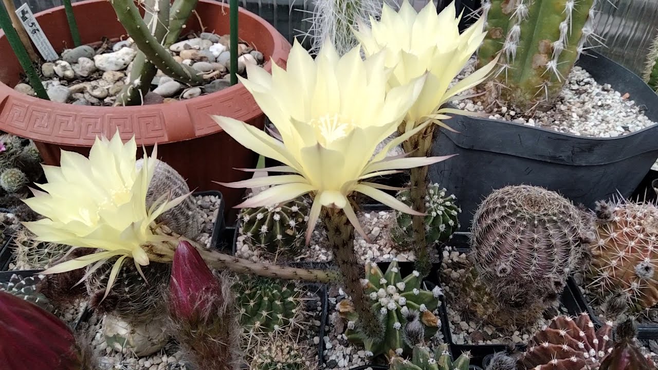 Rets Argentīnas kaktuss, kas iekarojis kolekcionāru sirdis visā pasaulē.