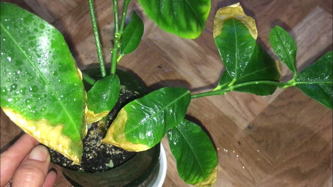 Kāpēc apelsīnu koku lapas kļūst lipīgas: ko tas nozīmē un kā to labot.