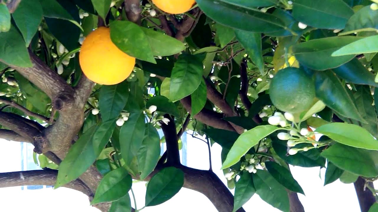 Kāpēc apelsīnu koku lapas kļūst lipīgas: ko tas nozīmē un kā to labot.