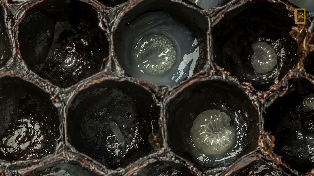 Pētnieki domāja, ka pēta fosilizētus zobus, bet atklāja kaut ko daudz dīvaināku.