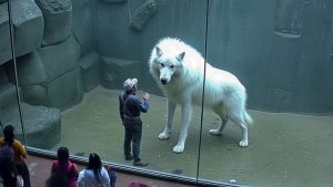 Zinātnieki ir šokēti: vilki atkal ir atvesti uz Jelloustounu, un koki parādījušies pirmo reizi 80 gadu laikā.