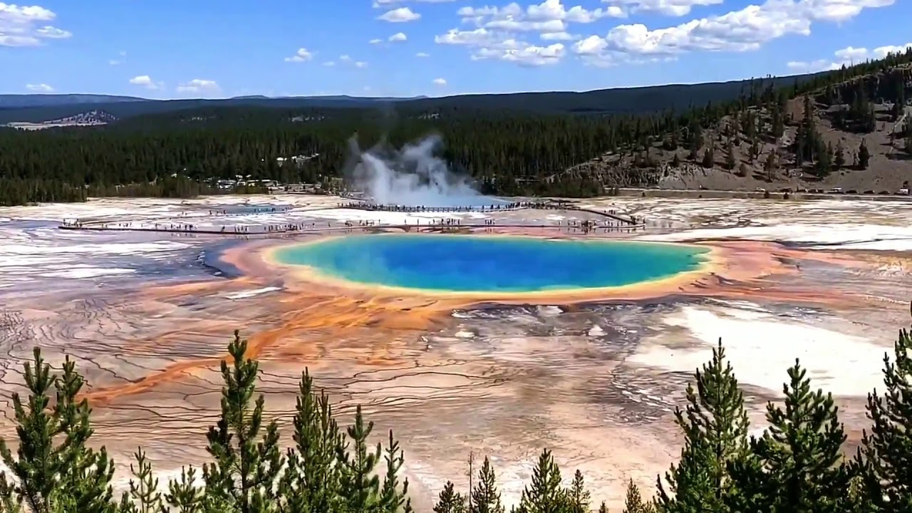 Zinātnieki ir šokēti: vilki atkal ir atvesti uz Jelloustounu, un koki parādījušies pirmo reizi 80 gadu laikā.