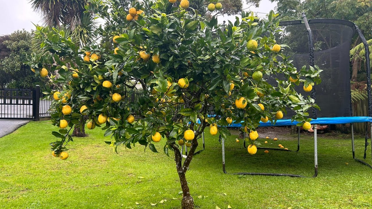 Citronkoks: kāpēc ir nepieciešams stādīt ķiplokus augsnē un kāda no tā ir labuma?
