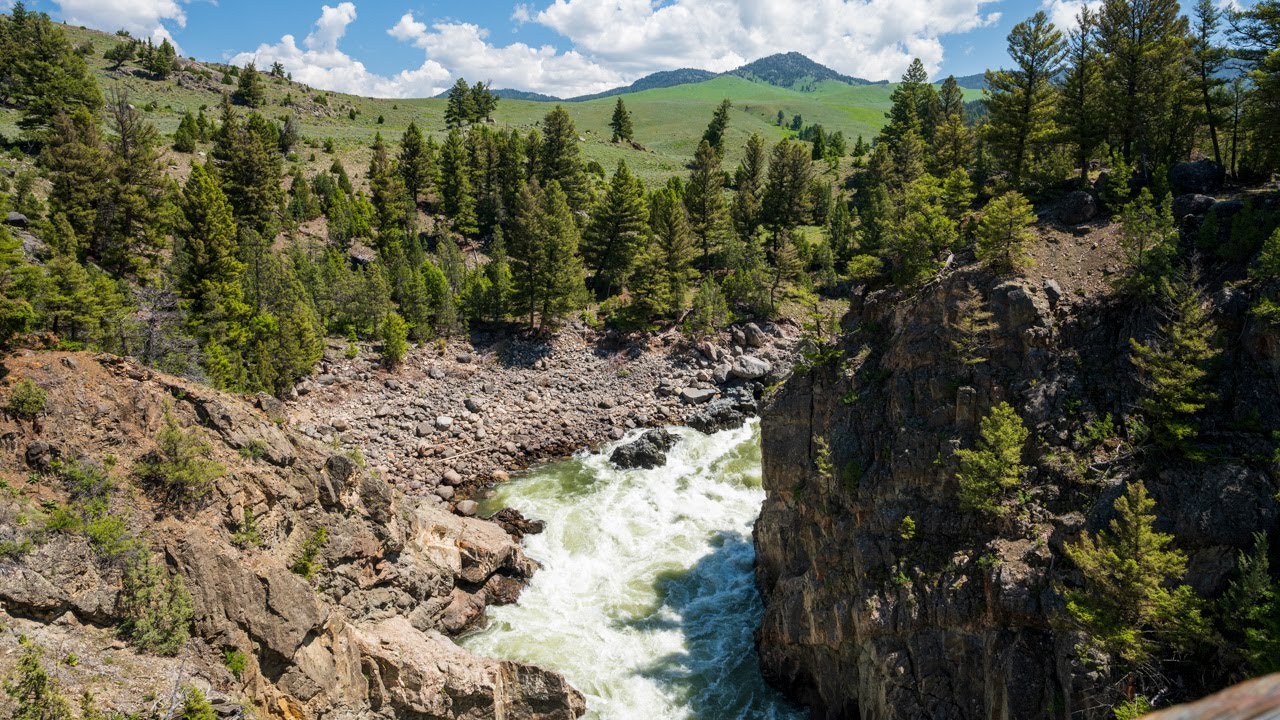 Zinātnieki ir šokēti: vilki atkal ir atvesti uz Jelloustounu, un koki parādījušies pirmo reizi 80 gadu laikā.