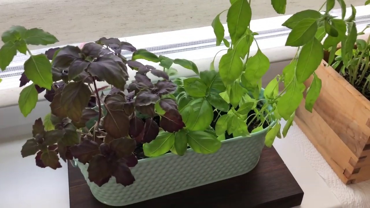 Tas nav domāts tikai ēdiena gatavošanai: tāpēc ieteicams baziliku stādīt uz balkona.