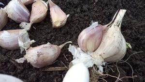 Laiks stādīt ķiplokus! Kā tos stādīt decembrī, lai pavasarī iegūtu ražu?