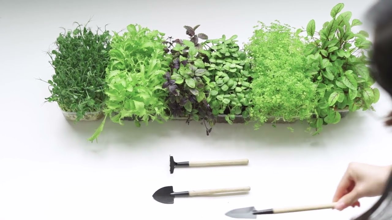 Tas nav domāts tikai ēdiena gatavošanai: tāpēc ieteicams baziliku stādīt uz balkona.