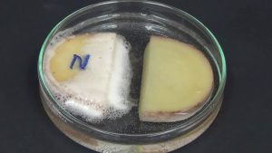 Šķita, ka tas ir zinātniskā fantastika, bet tas ir noticis. Ar CRISPR palīdzību modificētais sēne ražo vairāk proteīna nekā gaļa, vienlaikus patērējot mazāk resursu.