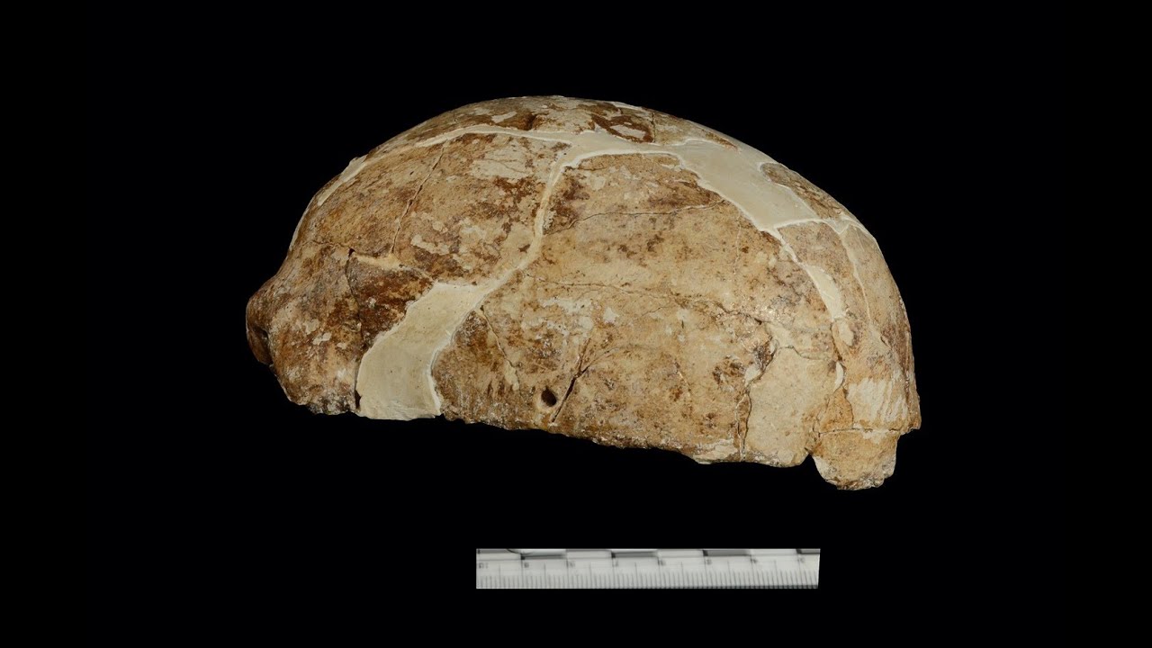 3 miljonus gadu vecs fosilija ļauj zinātniekiem apgalvot, ka tas ir iepriekš nezināms hominīdu tips.