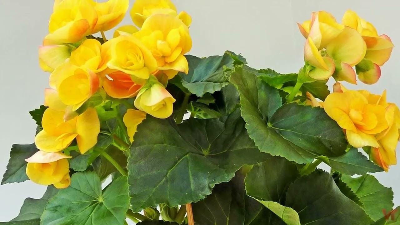 Kur vislabāk stādīt begoniju, lai tā radītu prieku un garīgo līdzsvaru?