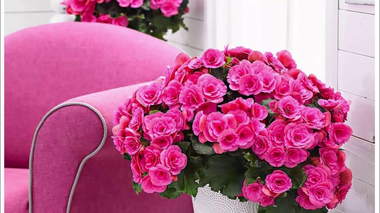 Kur vislabāk stādīt begoniju, lai tā radītu prieku un garīgo līdzsvaru?