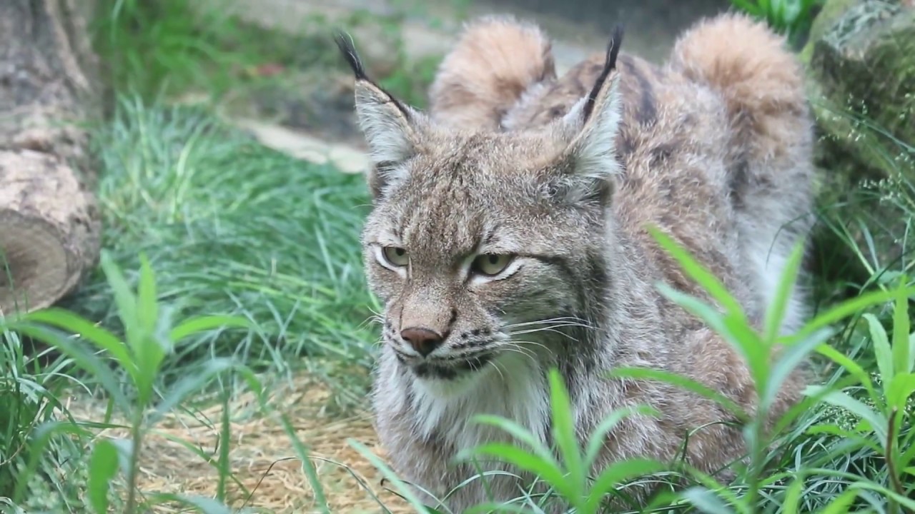 Pētnieki ir atklājuši, ka Ibērijas lūšis izplata sēklas un maina ekosistēmas Latvijā.