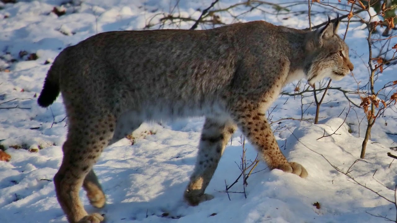 Pētnieki ir atklājuši, ka Ibērijas lūšis izplata sēklas un maina ekosistēmas Latvijā.