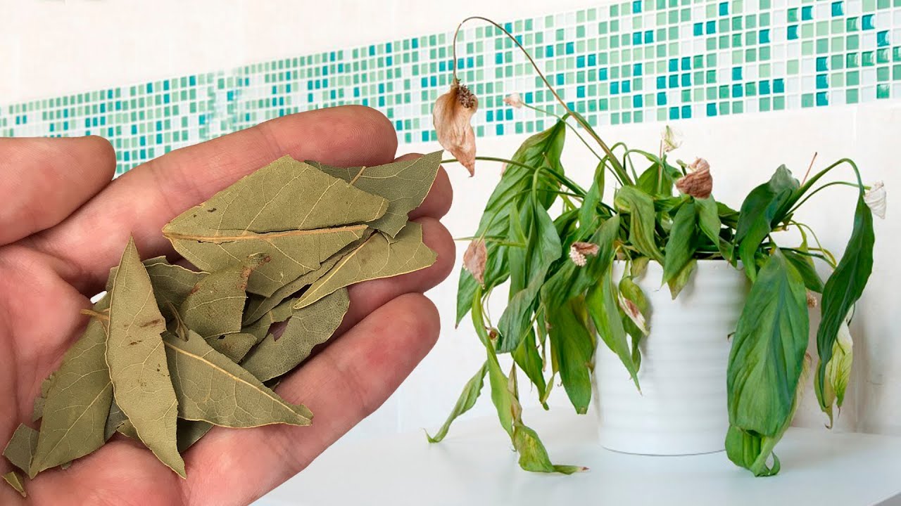 Kur mājā var novietot lauru lapas, lai piesaistītu veiksmi un atbaidītu prusakus?