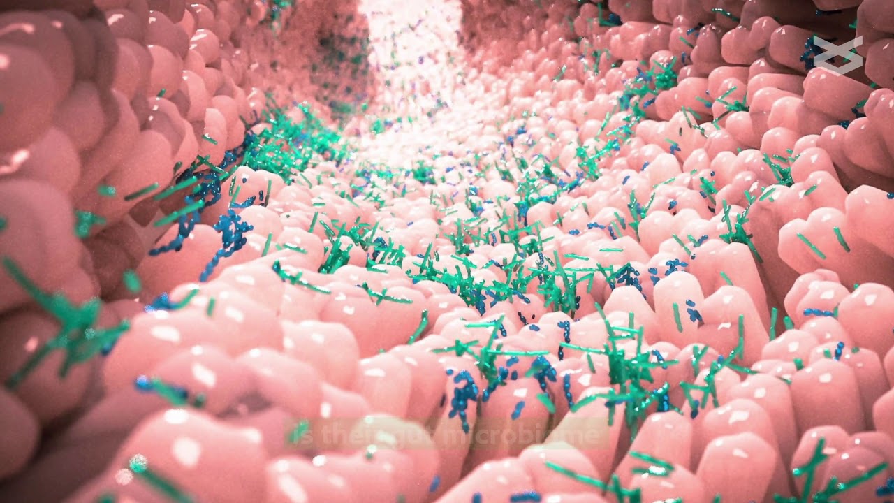 Zarnu mikrobioms ietekmē gremošanu un vispārējo veselības stāvokli: atslēgas tā stiprināšanai.