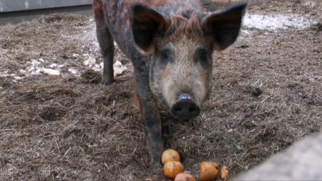 Pētnieki analizēja 400 paraugus un apstiprināja, ka pilsētu un lauku savvaļas cūkas ir ģenētiski atšķirīgas.