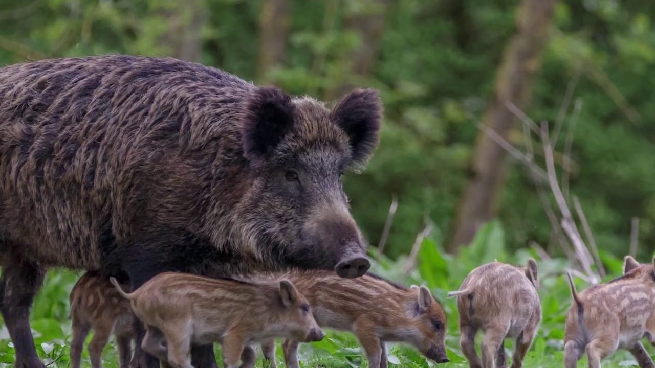 Pētnieki analizēja 400 paraugus un apstiprināja, ka pilsētu un lauku savvaļas cūkas ir ģenētiski atšķirīgas.