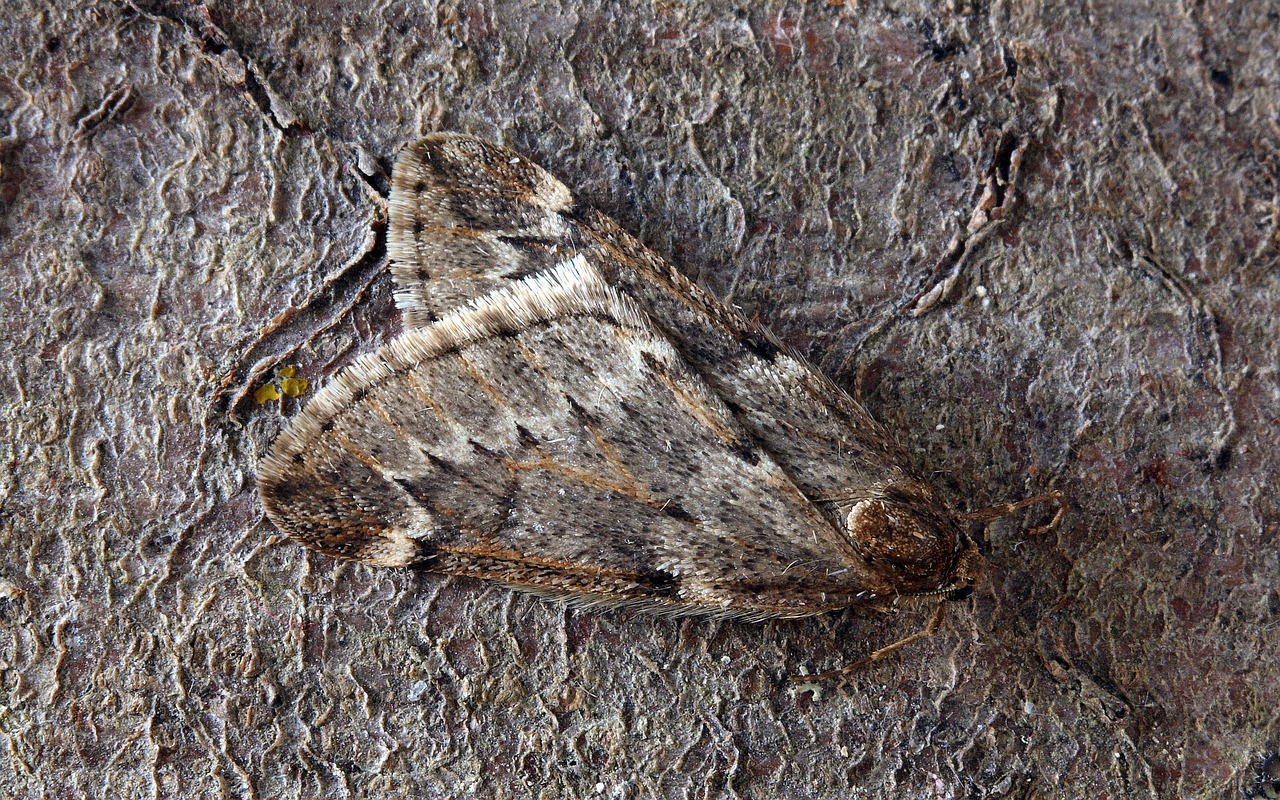 Apģērbu kopšana: aizmirstiet par naftalīna lodītēm — izmantojiet šīs divas dabiskās zāles, kas atbaida molus.