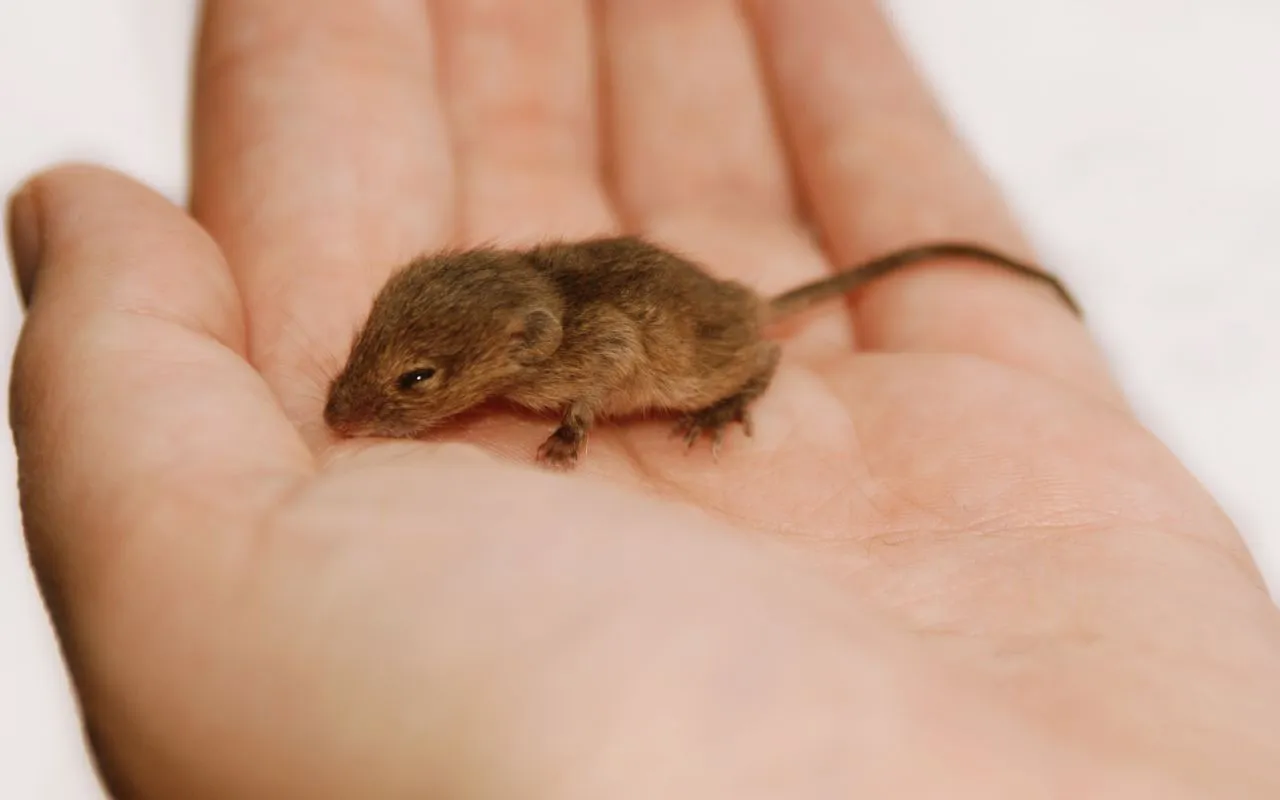 Ķīniešu zinātnieki atklājuši pelēm piemītošā neticamā ilgmūžības noslēpumu to DNS