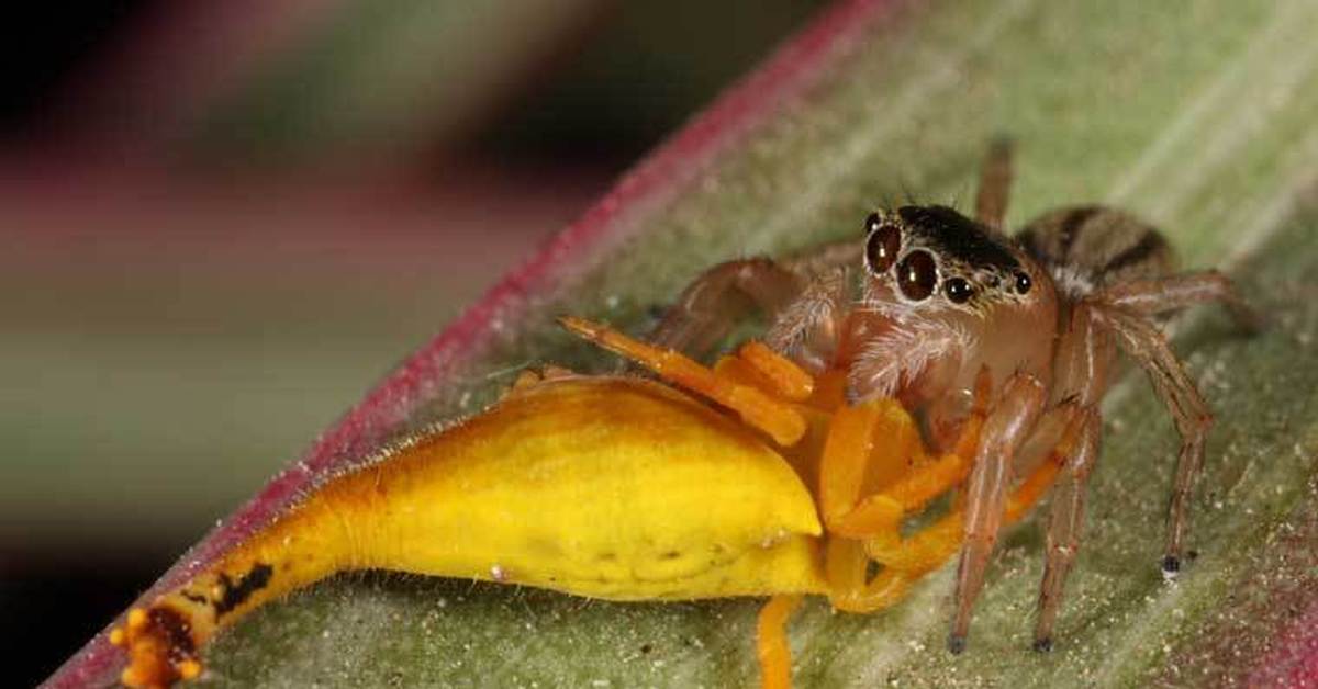 Tas, ko jūs uzskatāt par „mirušu lapu”, patiesībā ir bīstams plēsējs.