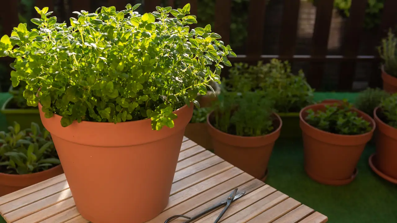 Kāpēc ieteicams izmest oregano kanalizācijā un kādas ir tā priekšrocības?
