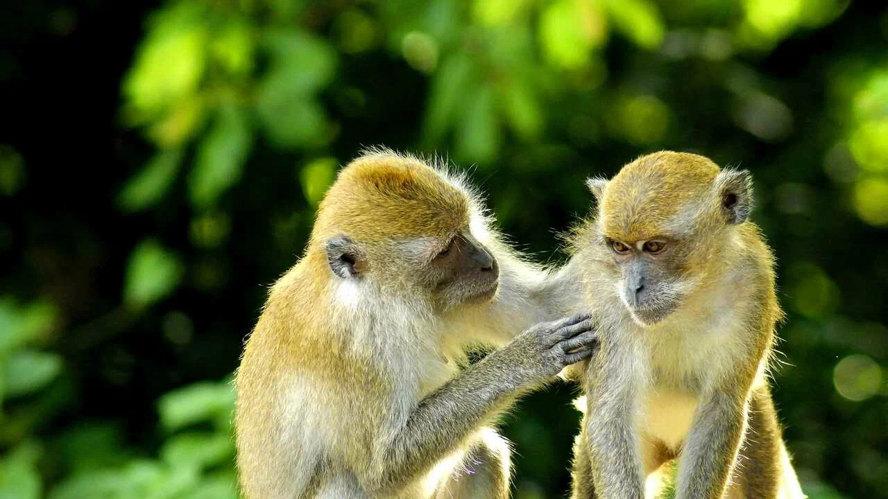 Pasaules pērtiķu diena: 6 interesanti fakti par šiem dzīvniekiem un to, kāpēc tie spēlē galveno lomu ekosistēmās.