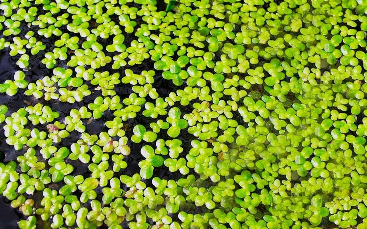 Nepārspējams atklājums: atklāta auga suga, kas ražo zeltu un ko var audzēt mājās.