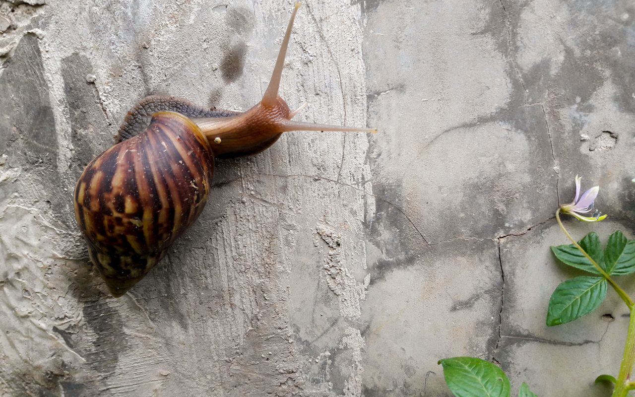 Atvadas, sliekas dārzā: dārzeņi, kas tās aizbaidīs uz visiem laikiem
