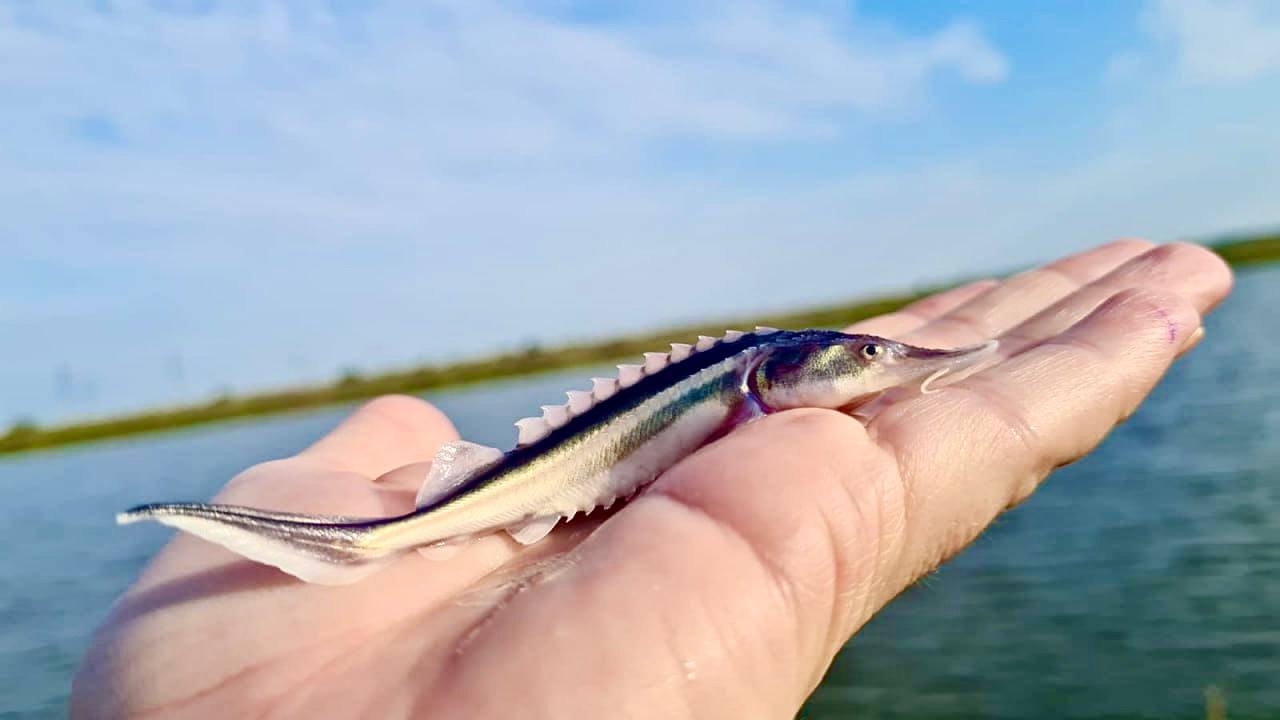 Tās nav dinozauri, bet tās ir līdzīgas: ezerā atkal ir ielaistas milzu zivis, kas var dzīvot 100 gadus.