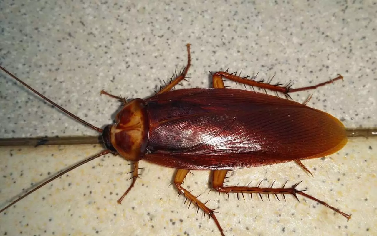 Atvadieties no prusakiem šovasar: trīs virtuves sastāvdaļas, lai cīnītos pret tiem