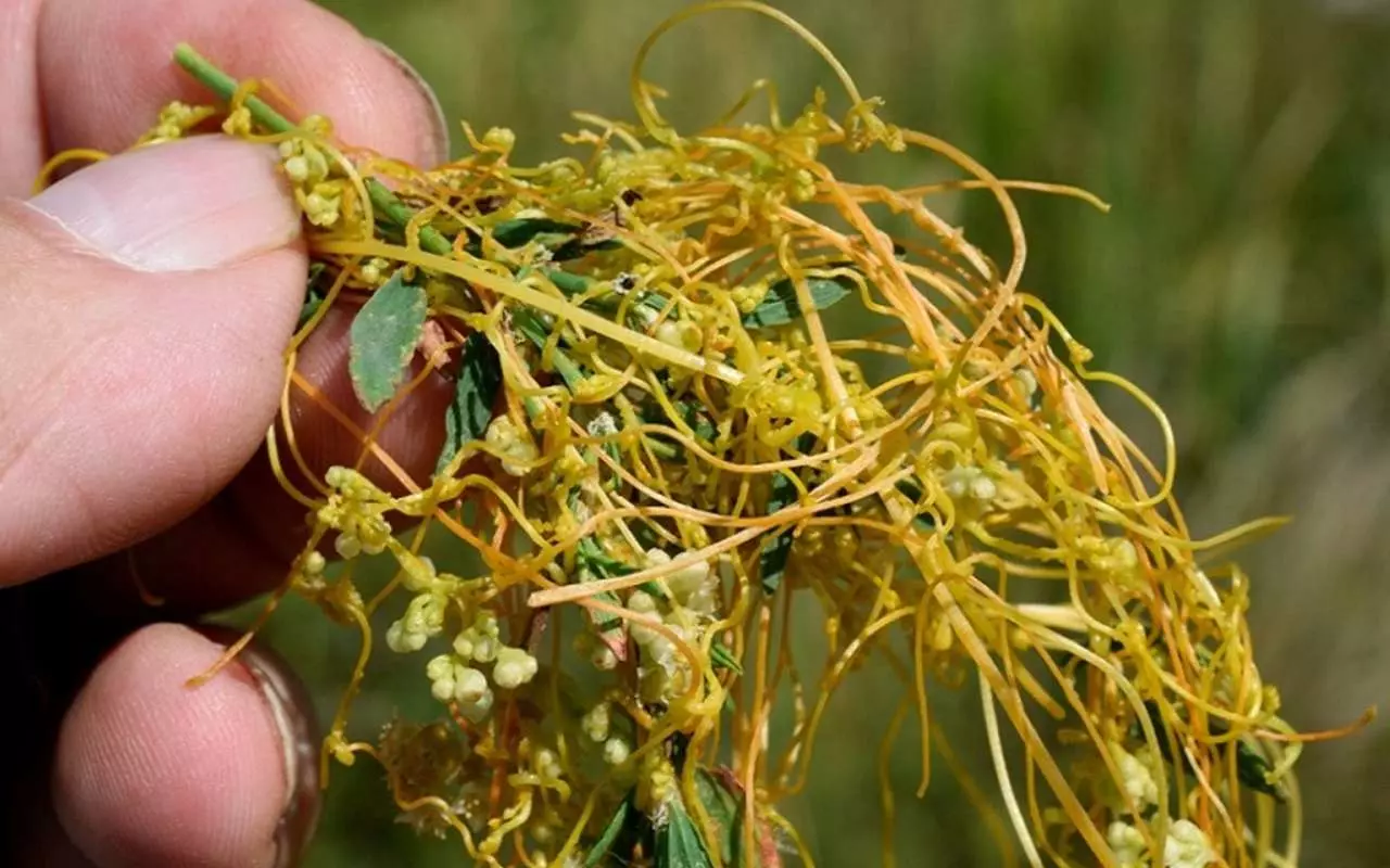 Nepārspējams atklājums: atklāta auga suga, kas ražo zeltu un ko var audzēt mājās.