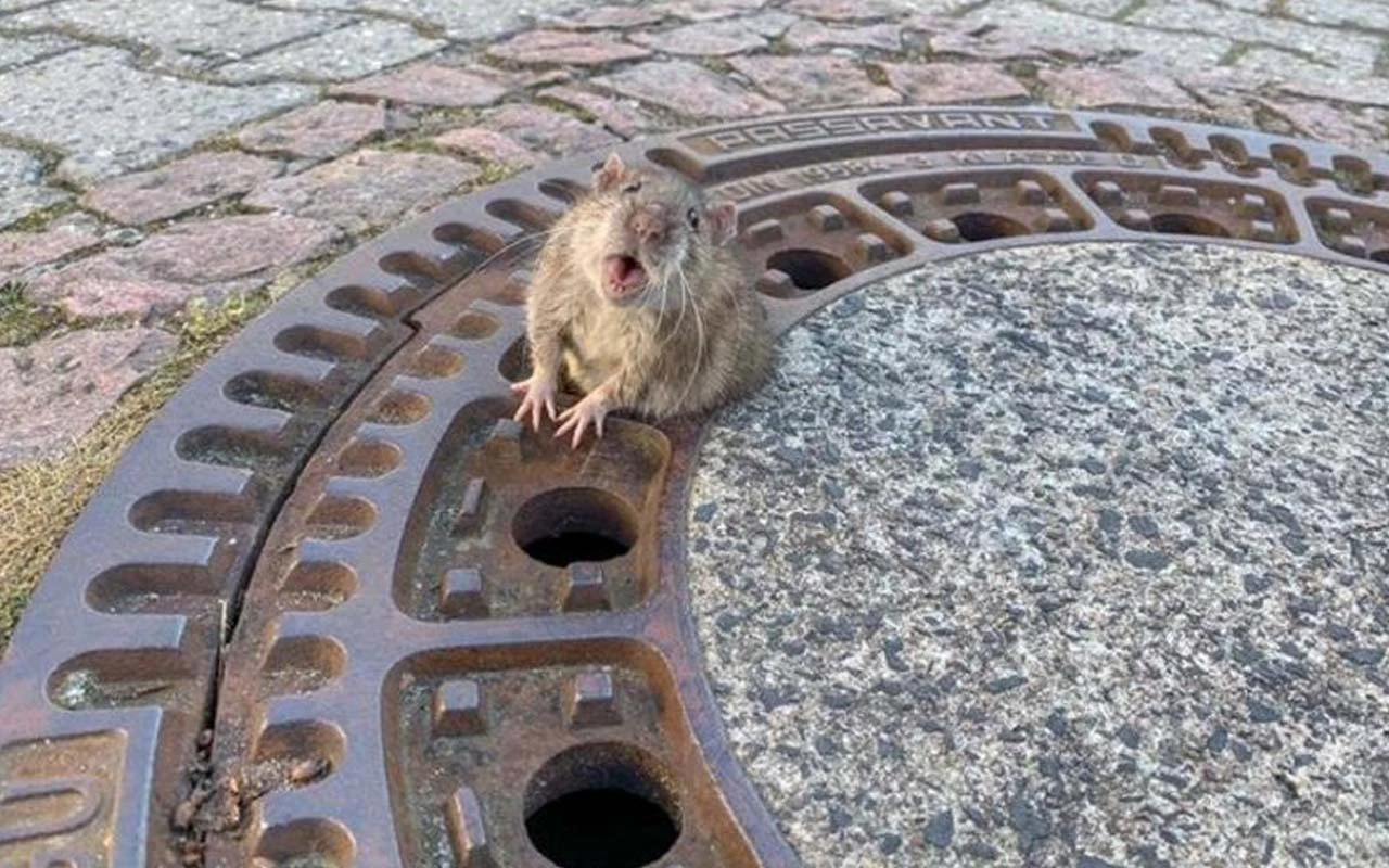 Žurkas pret sikspārņiem: negaidīts pavērsiens Vācijā