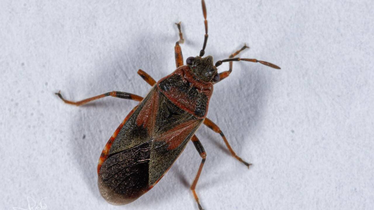 “Kukaiņu skaita straujais pieaugums”: kas ir šie kukaiņi, kas pārpludinājuši balkonus Buenosairesas galvaspilsētas reģionā, un kad tie pazudīs?