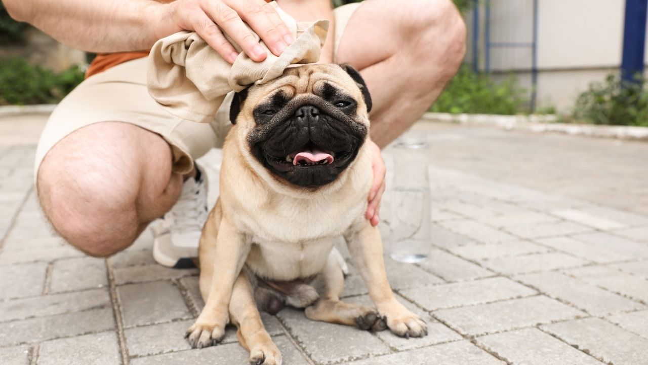 Siltuma dūriens suņiem un kaķiem: padomi profilaksei un rīcība, ja tas ir noticis.