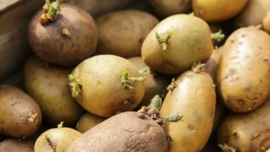 Kartupeļi neizaugs un neizžūs pēc 6 mēnešiem: kā tos uzglabāt.