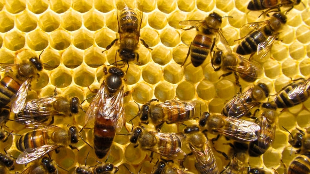 Tas izklausās dīvaini, bet zinātne to apstiprina: pirms 20 000 gadiem bites dēja olas citu dzīvnieku kaulos.